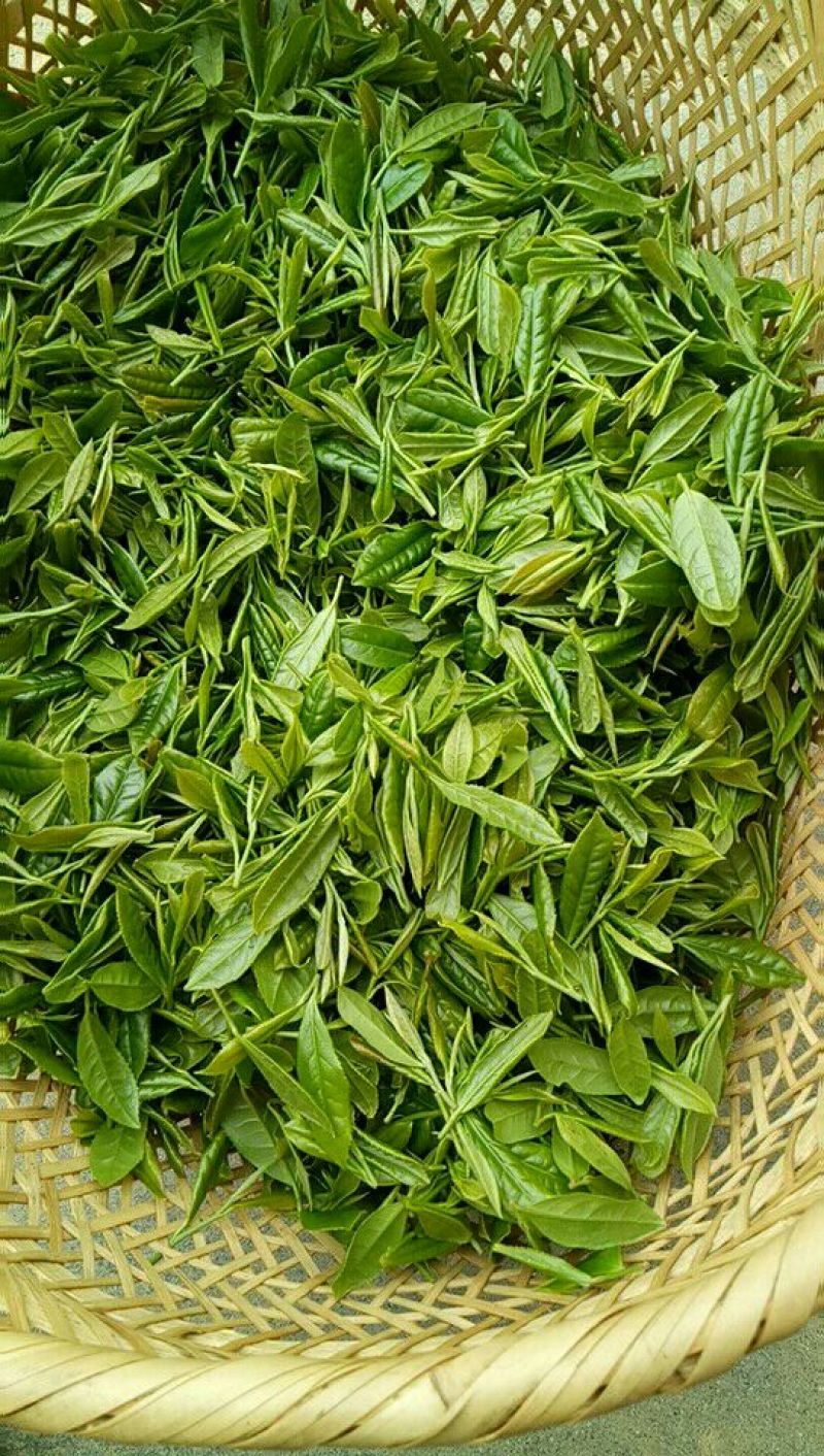 高山绿茶