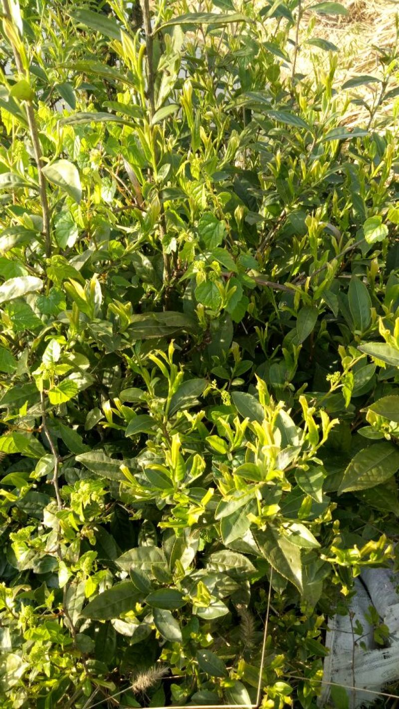 高山绿茶