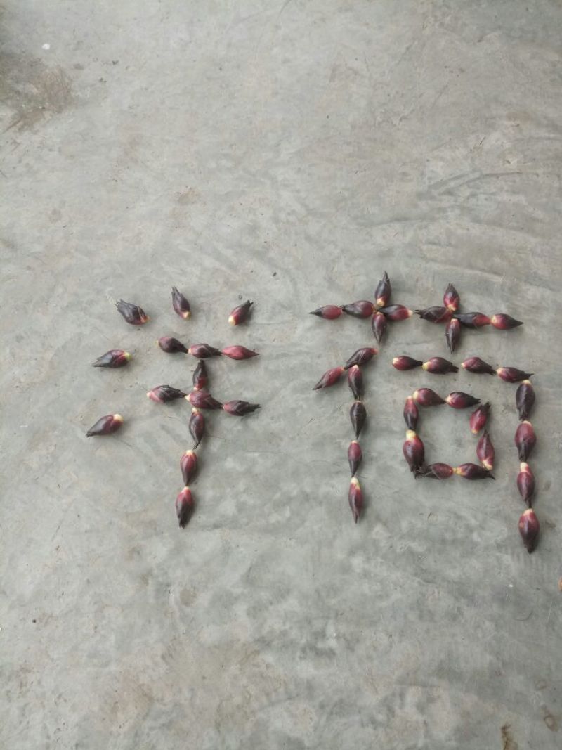 洋菏，红洋荷，小洋荷
