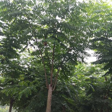 栾树8~10cm8~10cm4米以上