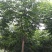 栾树8~10cm8~10cm4米以上