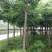 栾树8~10cm8~10cm4米以上