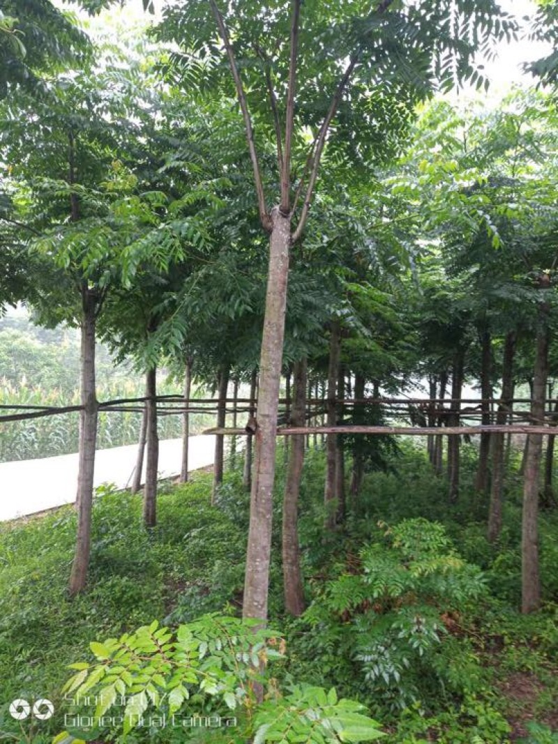 栾树8~10cm8~10cm4米以上