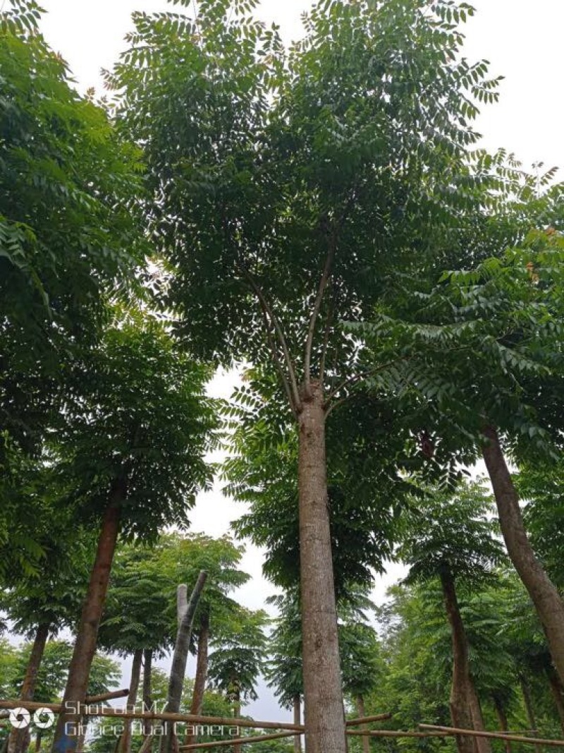 栾树8~10cm8~10cm4米以上