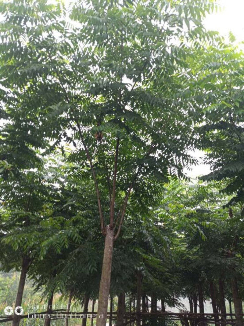 栾树12~14cm12~14cm4米以上