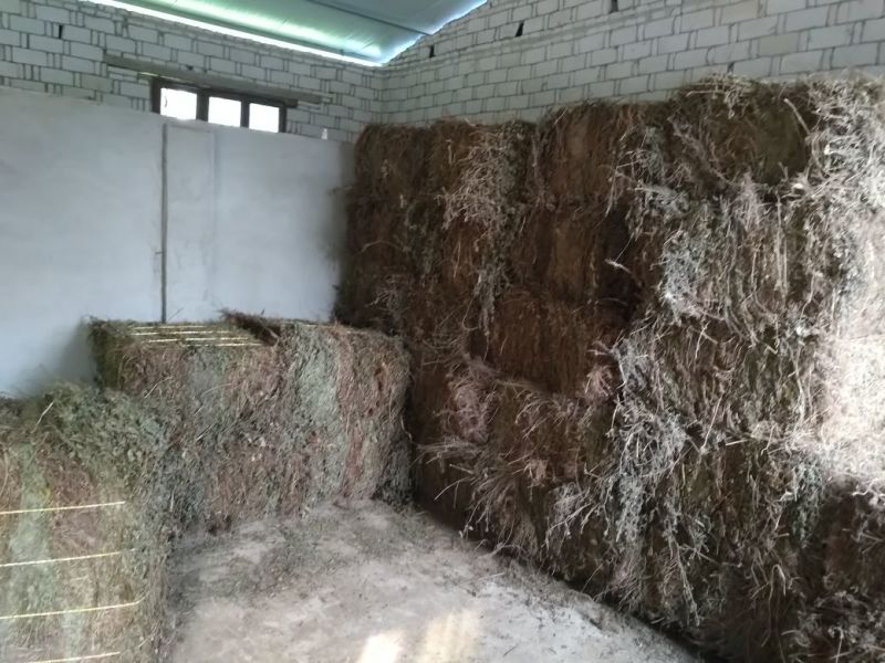 断血流,湖北大捌山货,含量够机压包量大欢迎采购