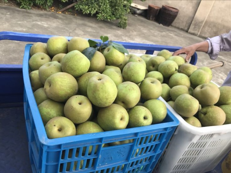 翠冠梨光果六两以上精品
