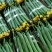 精品鲜花丝瓜