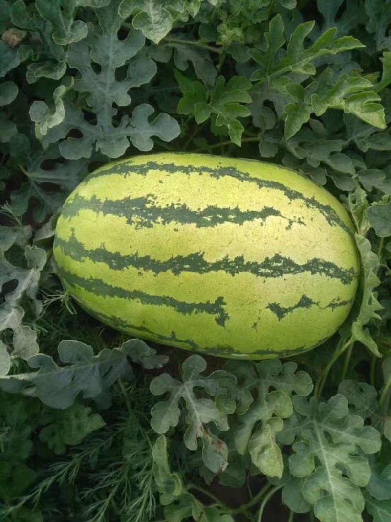 特大金城5号10斤打底双红壤内蒙沙地瓜口感好