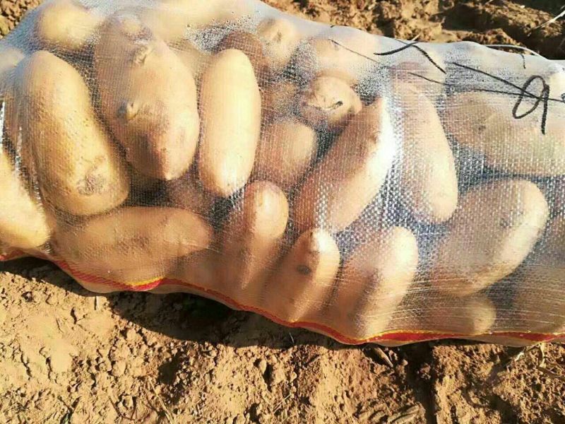 希森6、陕北沙地土豆肤色漂亮，个头均匀，