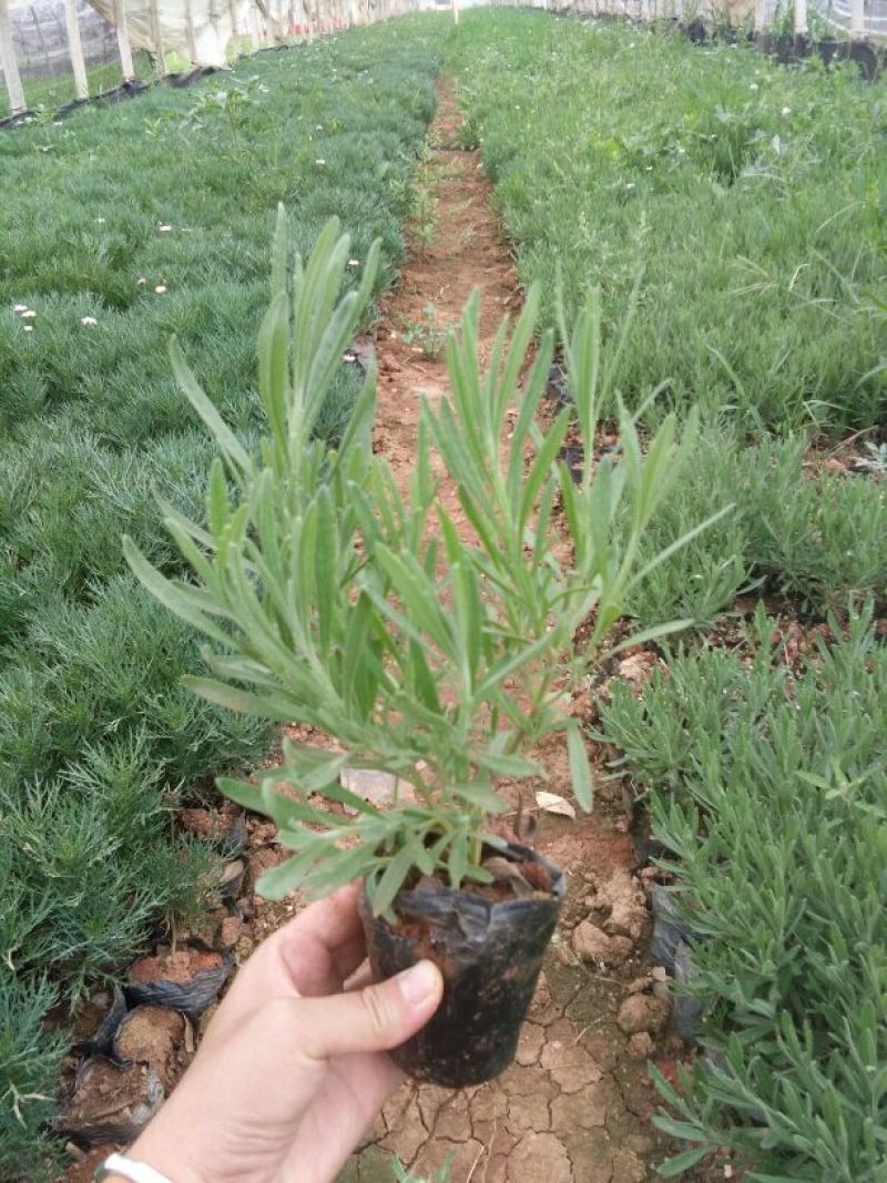 薰衣草，石竹，玛格丽特，长春花，天竹葵，美女樱，多年生草