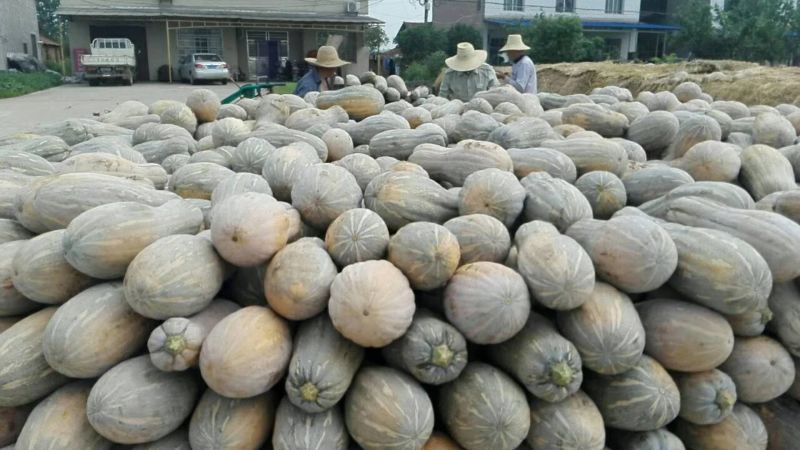 金韩蜜本加工厂南瓜。
