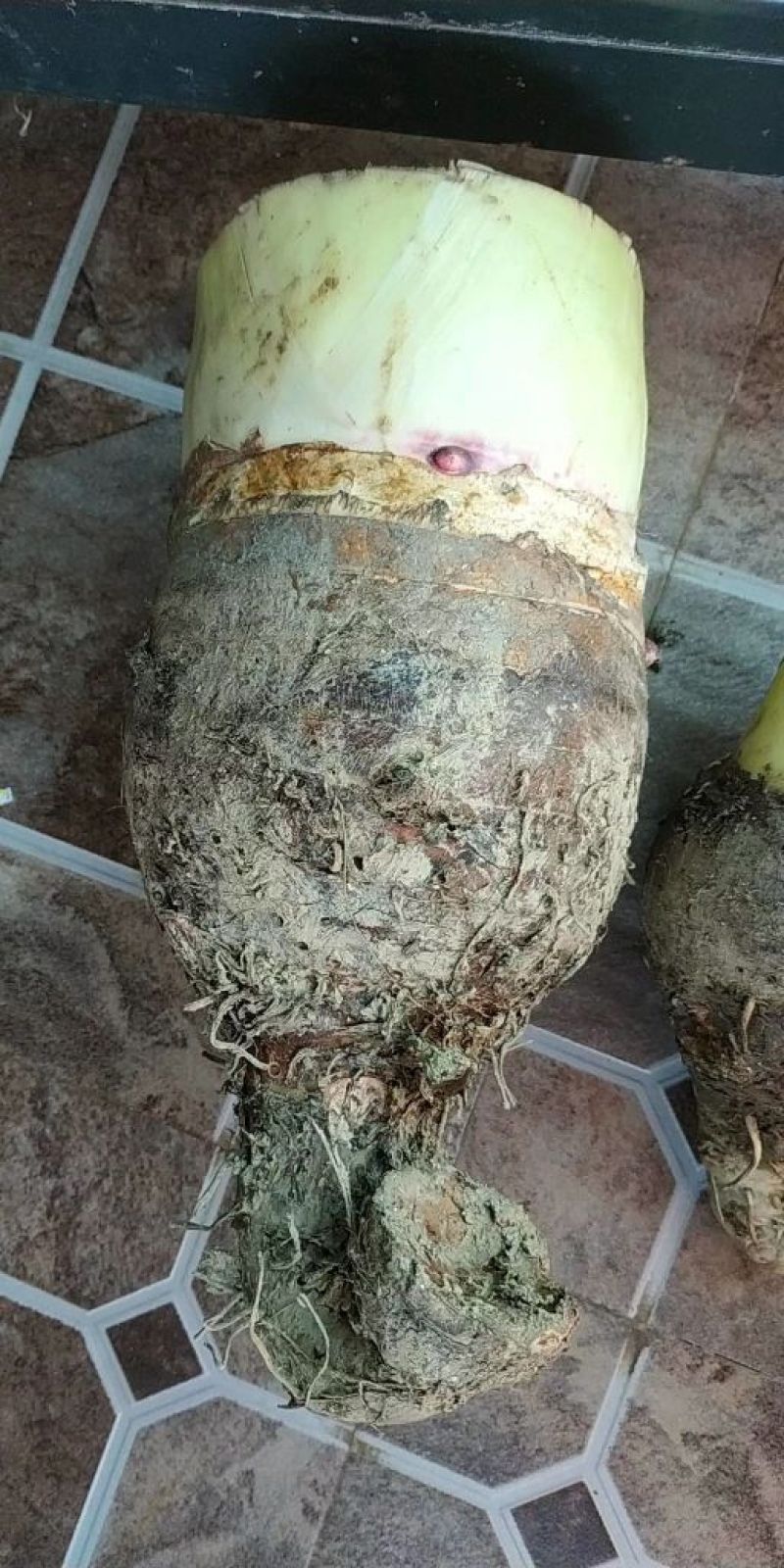 芋头广西桂林荔浦芋头香糯可口长年供应欢迎合作