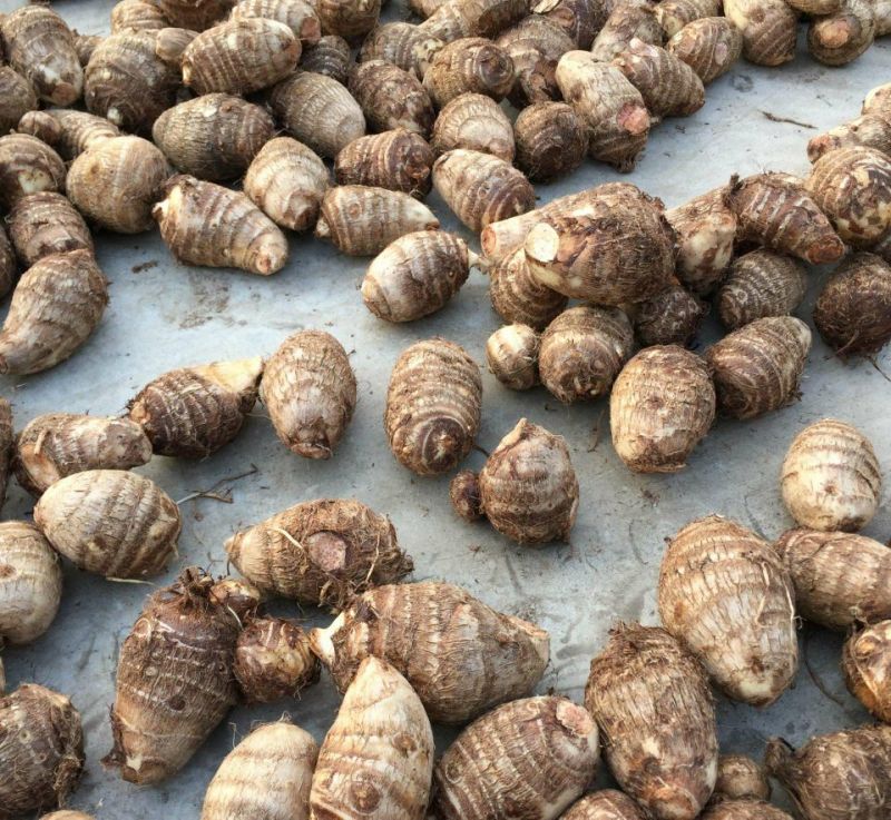 芋头广西桂林荔浦芋头香糯可口长年供应欢迎合作