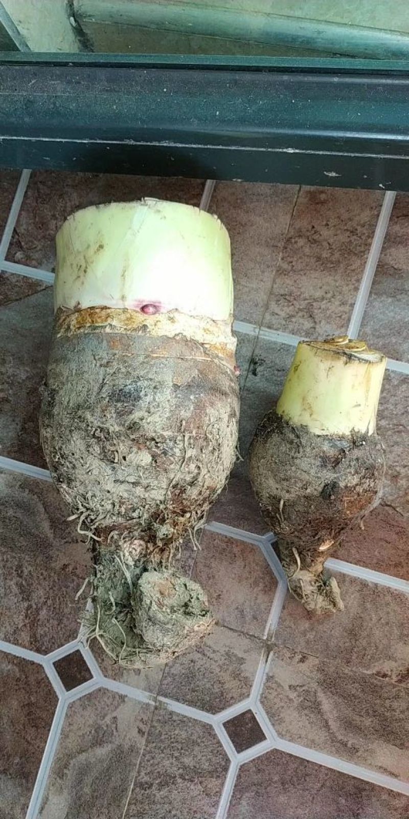 芋头广西桂林荔浦芋头香糯可口长年供应欢迎合作