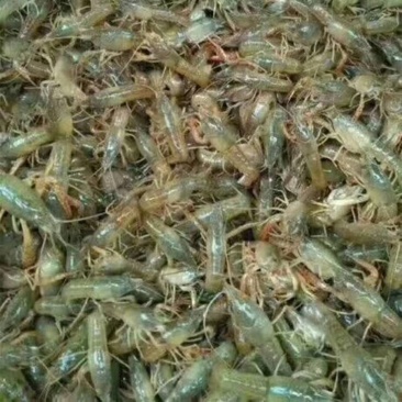 龙虾26~30只/kg