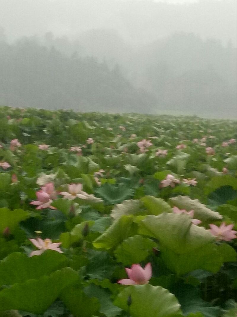 一级通芯白莲