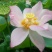 一级通芯白莲