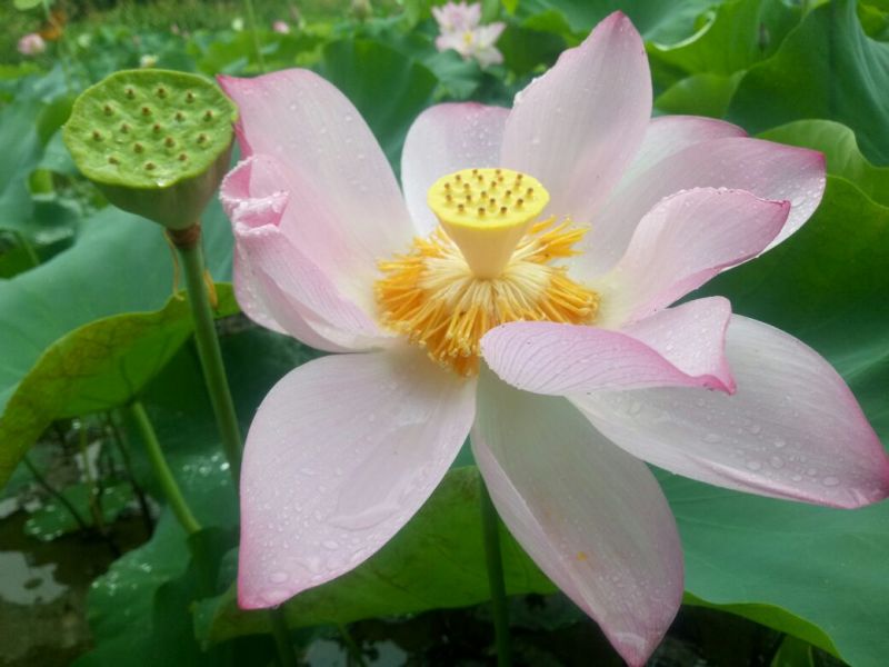 一级通芯白莲