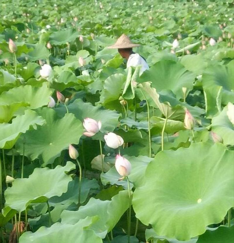 一级通芯白莲