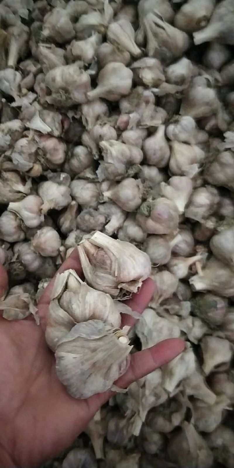 软叶蒜宝塔蒜寒蒜蒜苗蒜