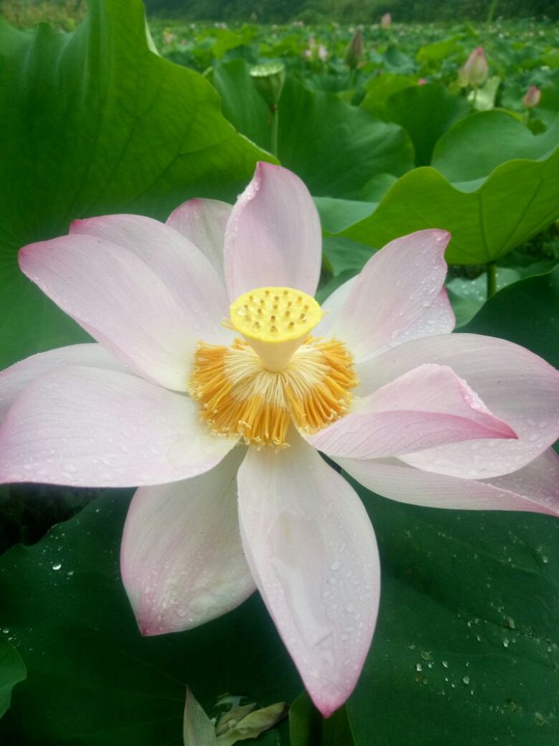 新鲜剥壳去皮白莲子