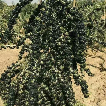 黑枸杞苗100棵起当年挂果