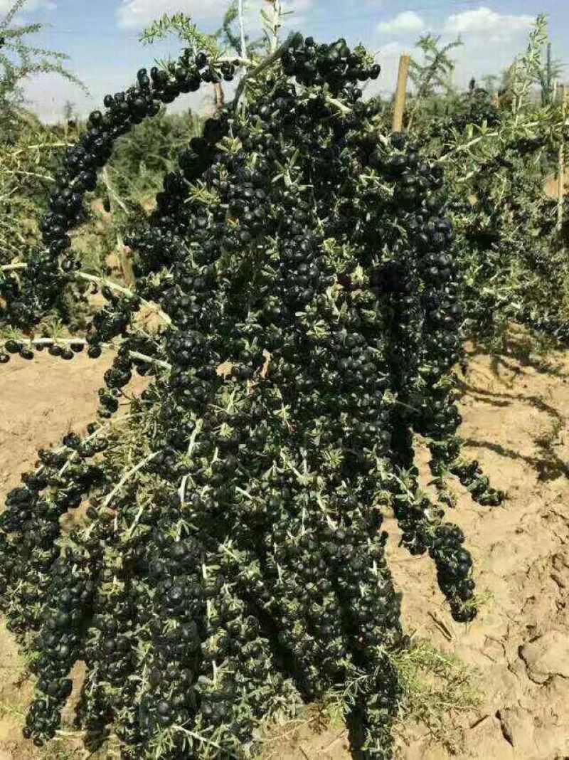 黑枸杞苗100棵起当年挂果