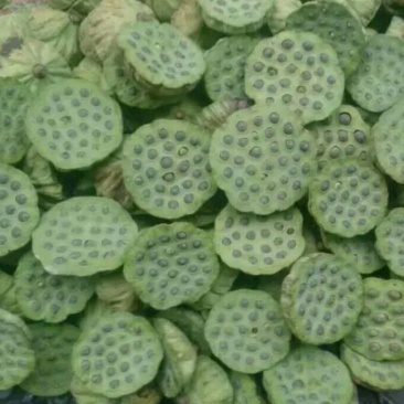 新鲜草莲子