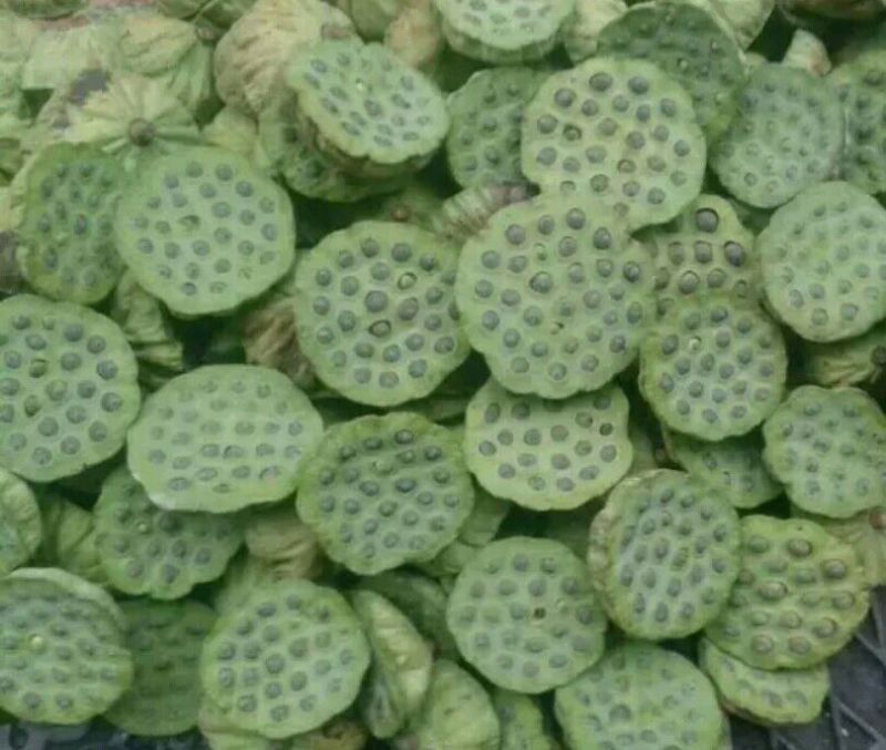 新鲜草莲子