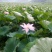 新鲜草莲子