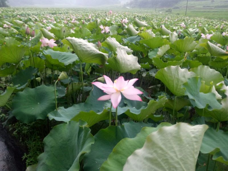 新鲜草莲子