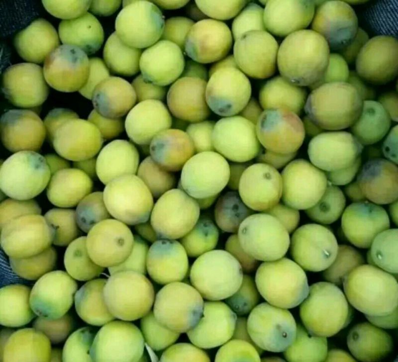 新鲜草莲子