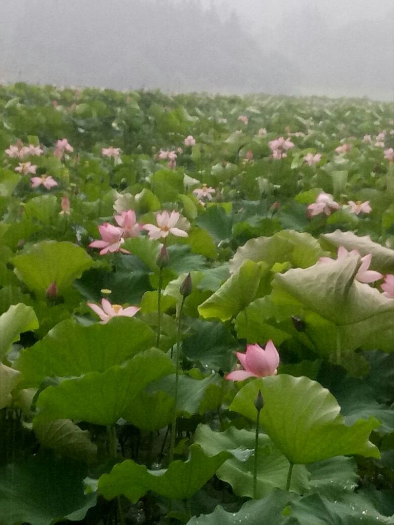 莲子芯