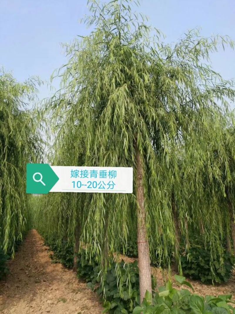 山东垂柳，可视频看货，现场打号，现场起苗。