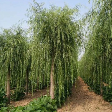 山东垂柳，可视频看货，现场打号，现场起苗。