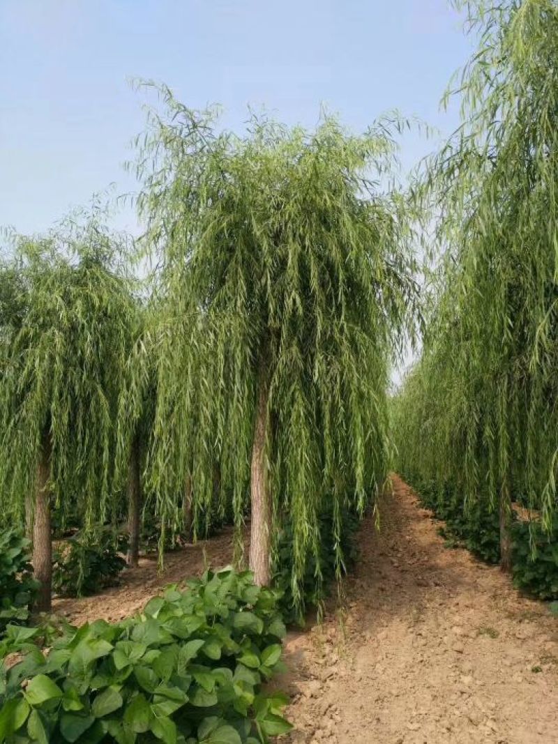 山东垂柳，可视频看货，现场打号，现场起苗。