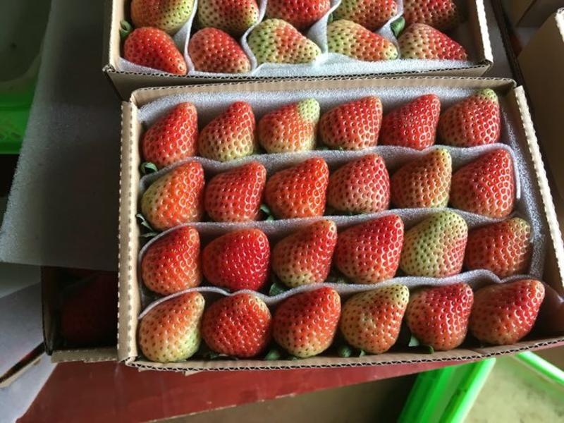 蒙特瑞草莓30~40克