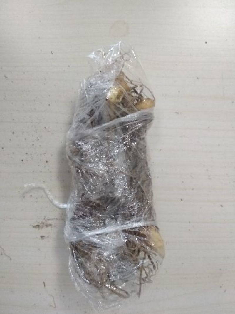 出售野生黄精