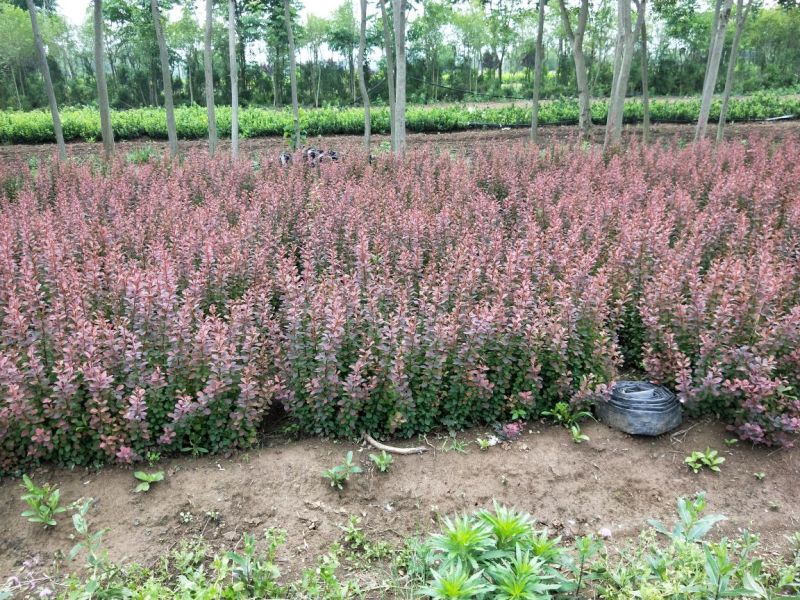 红叶小波大量供应