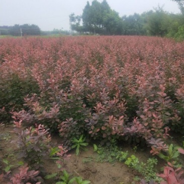 红叶小波大量供应