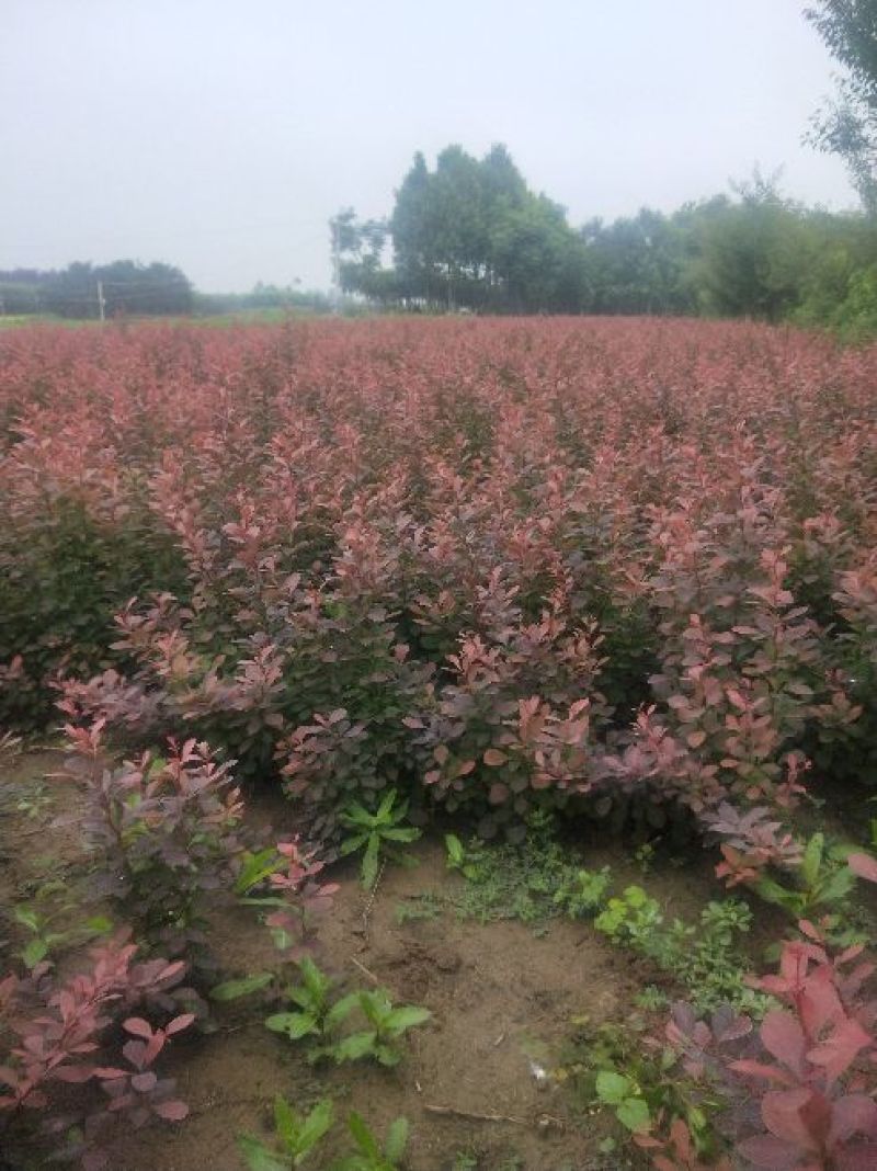 红叶小波大量供应
