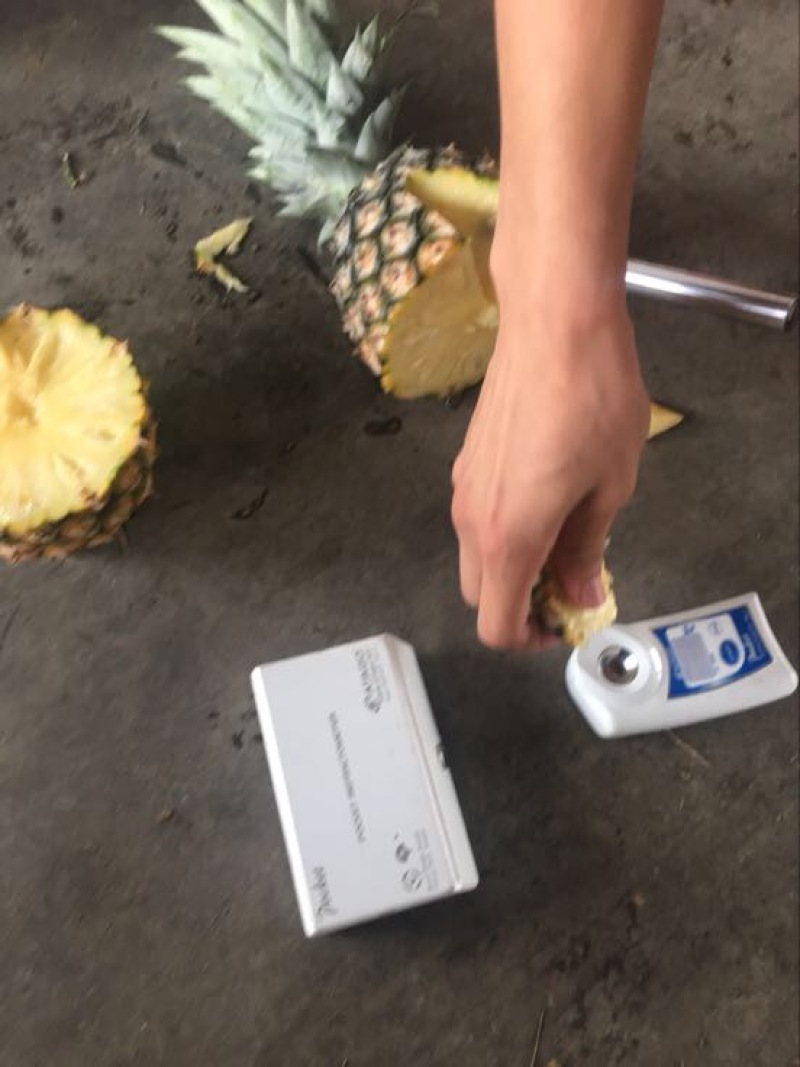 德宏州芒市凤梨2.5斤生态农业大面积种植基地，