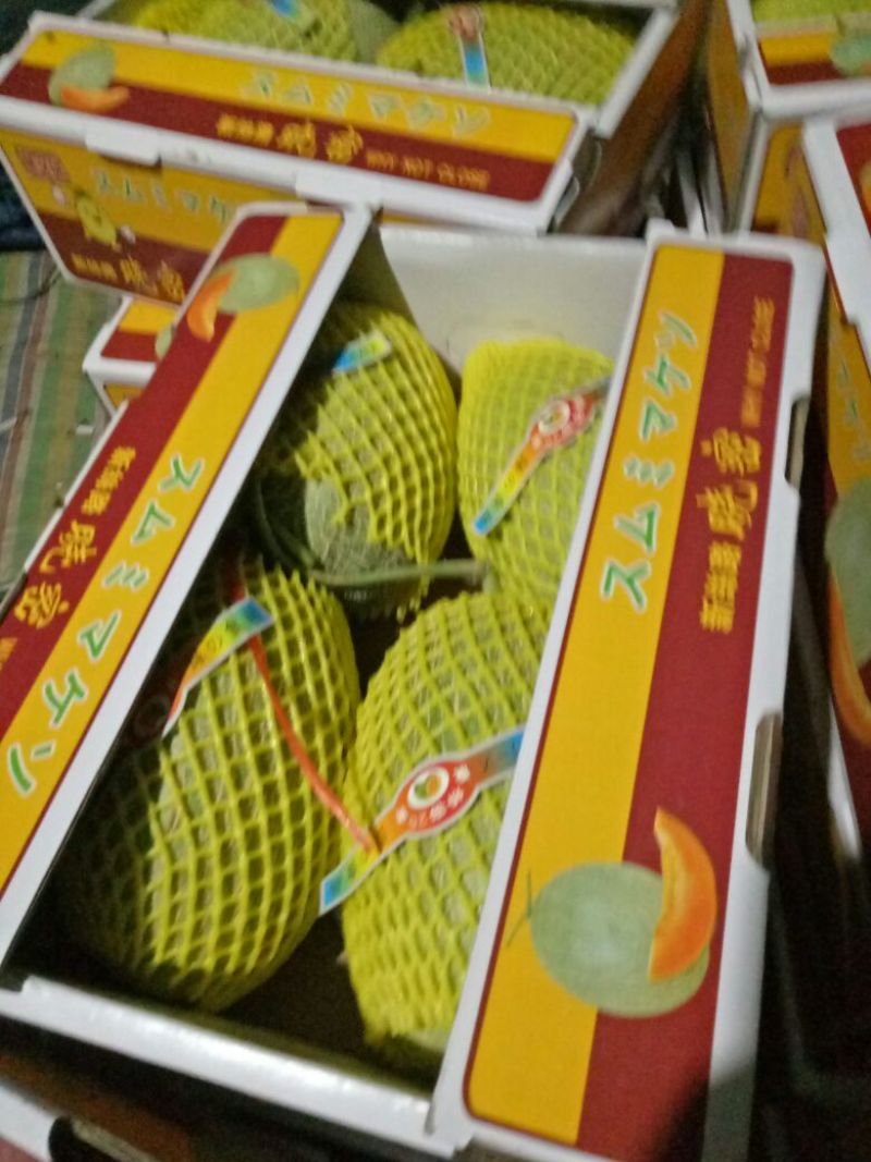 西洲密哈密瓜产地直踩，供应全国各地客商