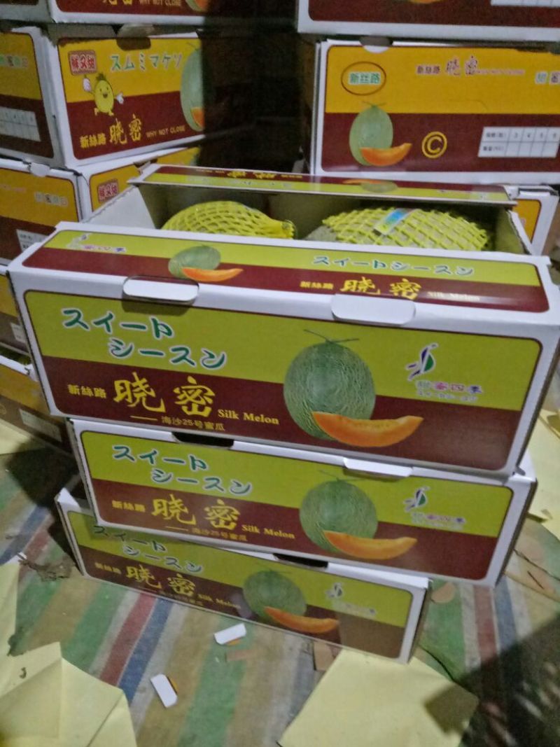 西洲密哈密瓜产地直踩，供应全国各地客商