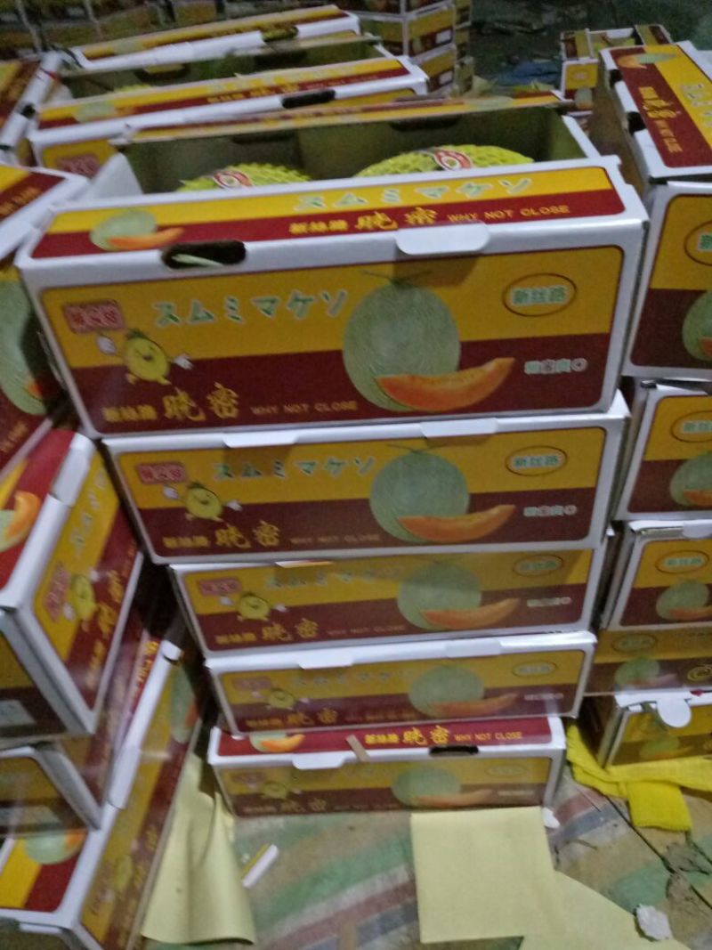 西洲密哈密瓜产地直踩，供应全国各地客商