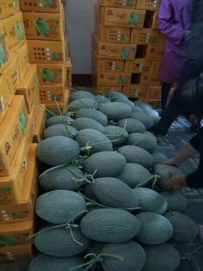 西洲密哈密瓜产地直踩，供应全国各地客商