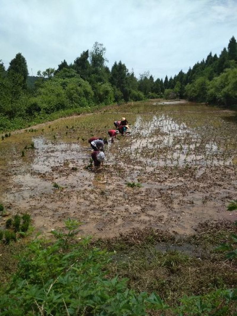 水稻国庆后有货