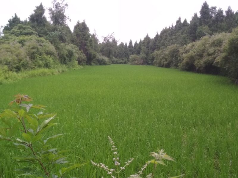 水稻国庆后有货