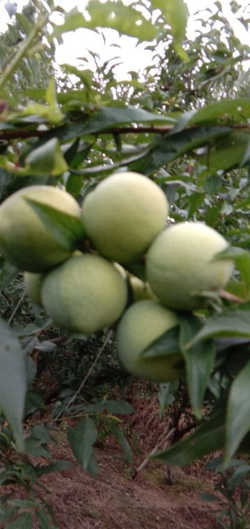 青脆李